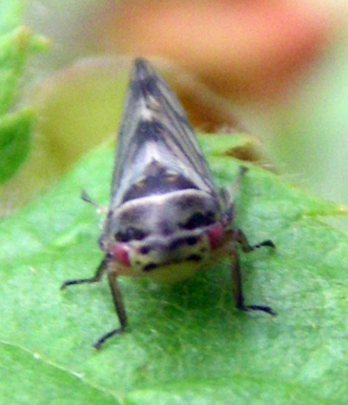 Oncopsis sp. - Cicadellidae